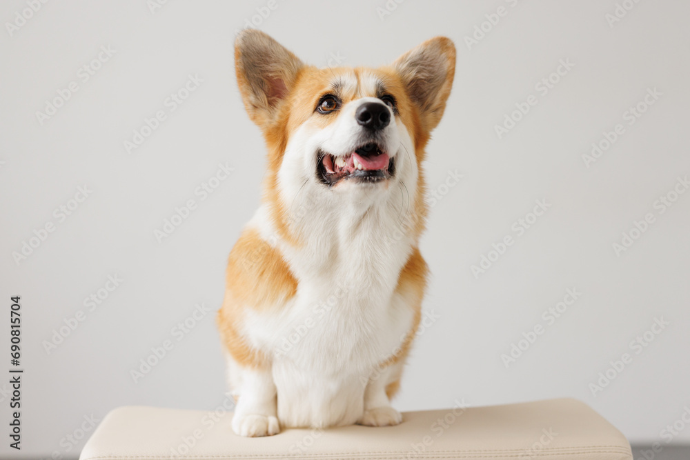 Portrait of adorable, happy smiling dog of the corgi breed. Beloved pet in the beautiful home.