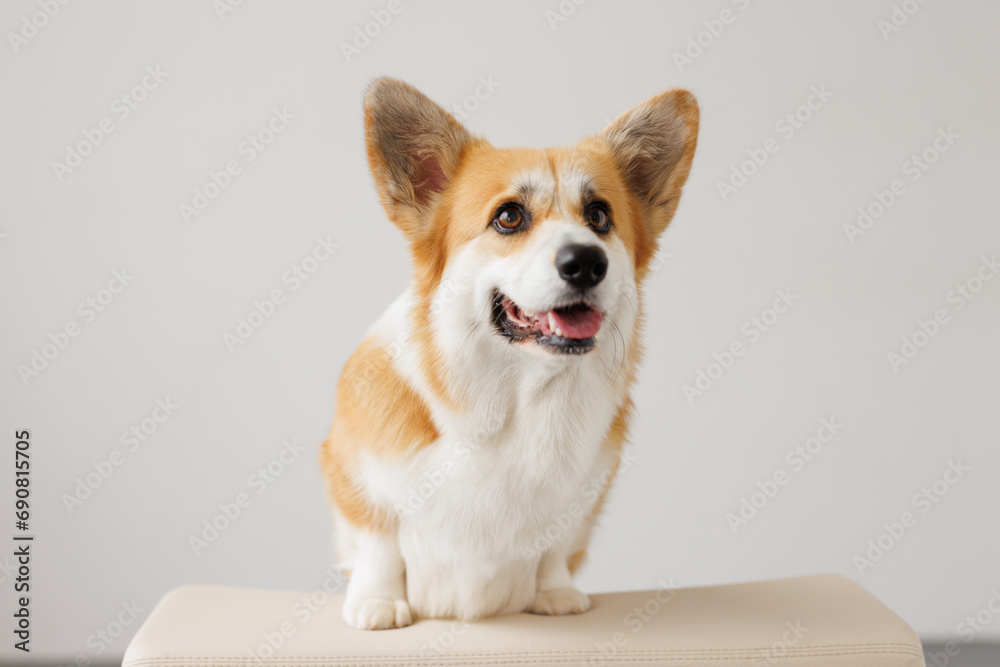 Portrait of adorable, happy smiling dog of the corgi breed. Beloved pet in the beautiful home.