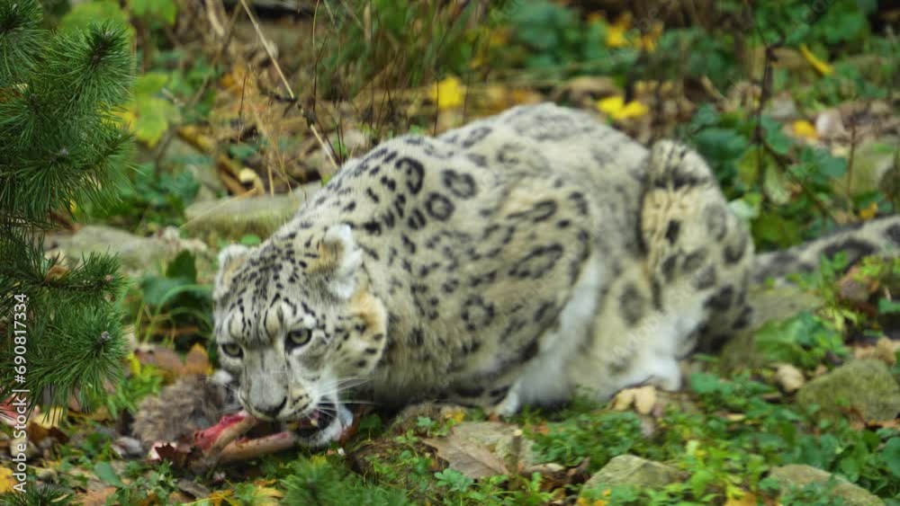 Close up of a snow leopard picking on a bone Close up of a snow leopard picking on a bone