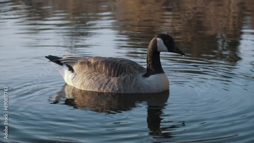 canadian goose swimming