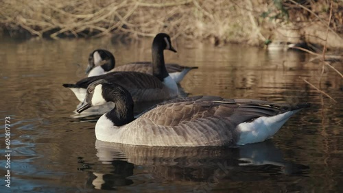 canadian goose swimming