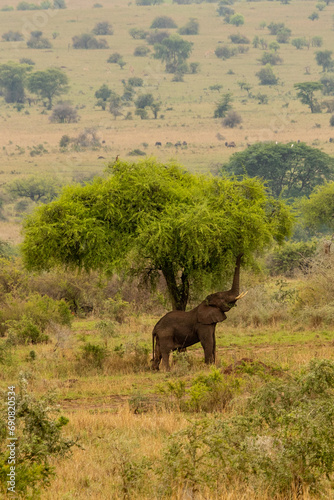 Majestic African Elephant in Natural Habitat: A Symbol of Wilderness Conservation