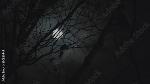 Full moon behind silhouetted tree branches on a cloudy night sky. photo
