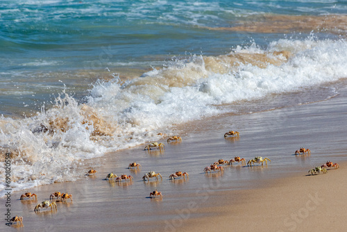 Crabs traverse the wet sand as waves break along the tropical shore