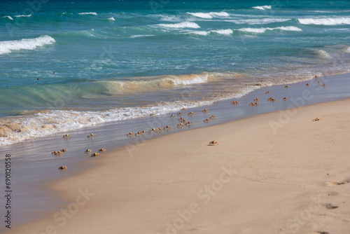 Crabs scatter on a sandy beach as waves gently lap the shoreline