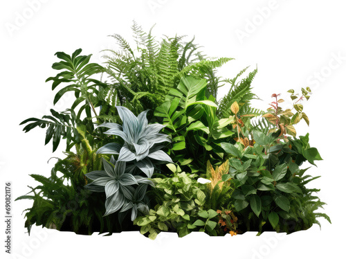 shrubs plants flowers isolated on transparent background
