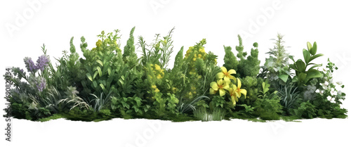 shrubs plants flowers isolated on transparent background