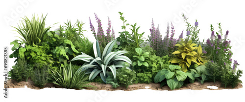 garden plants wildflowers isolated on transparent background