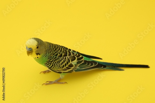 Beautiful parrot on yellow background. Exotic pet