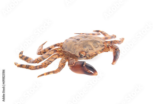 One fresh raw crab isolated on white