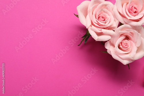 Beautiful roses on bright pink background  top view. Space for text