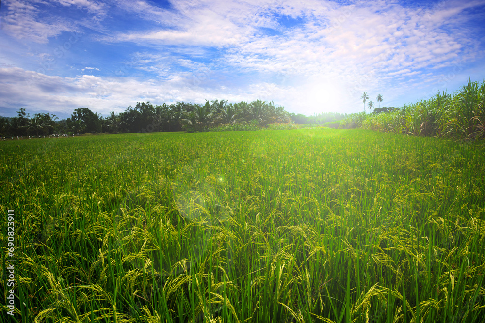 Landscape picture of Thailand green lush paddy field. Landscape picture of Thailand green lush paddy field.