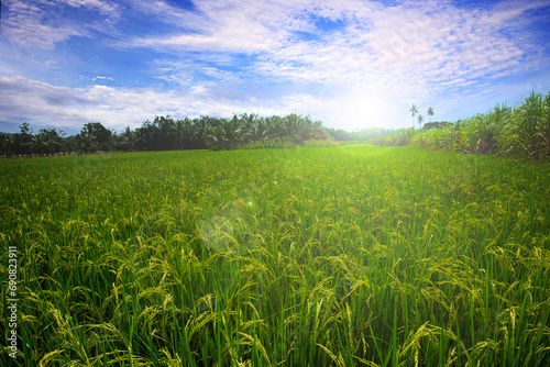 Landscape picture of Thailand green lush paddy field.