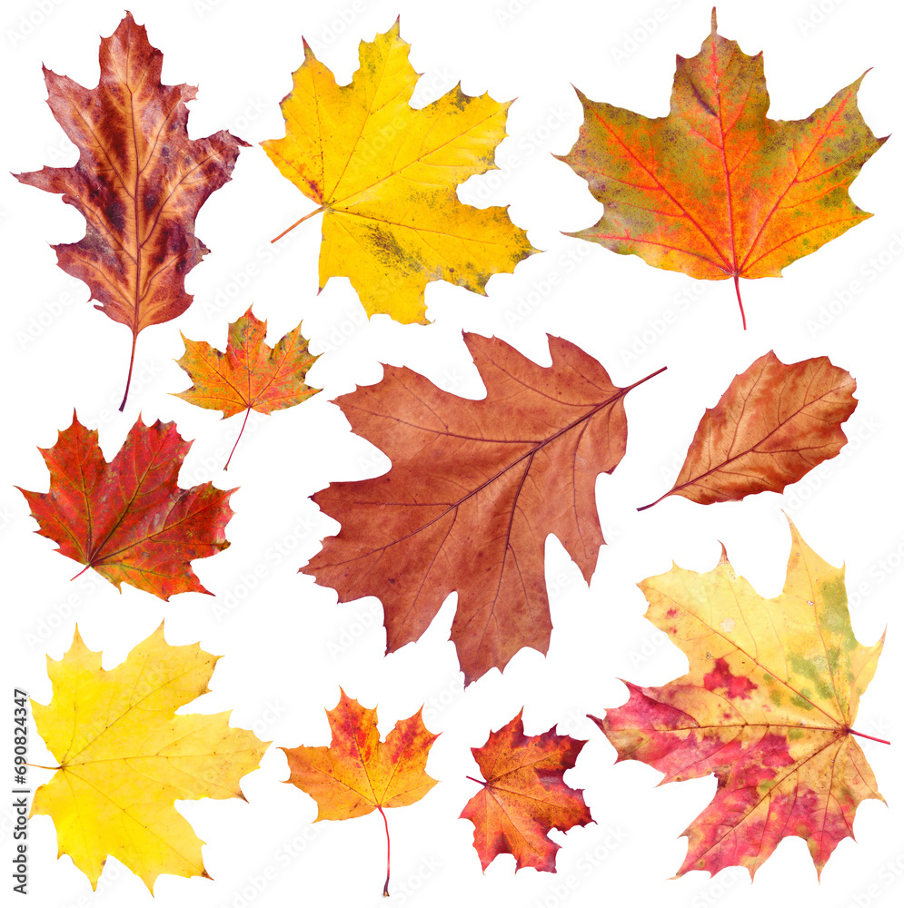 Fototapeta premium Many different bright autumn leaves isolated on white