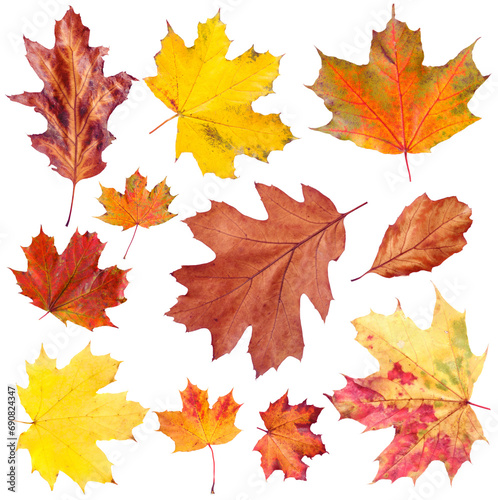 Many different bright autumn leaves isolated on white