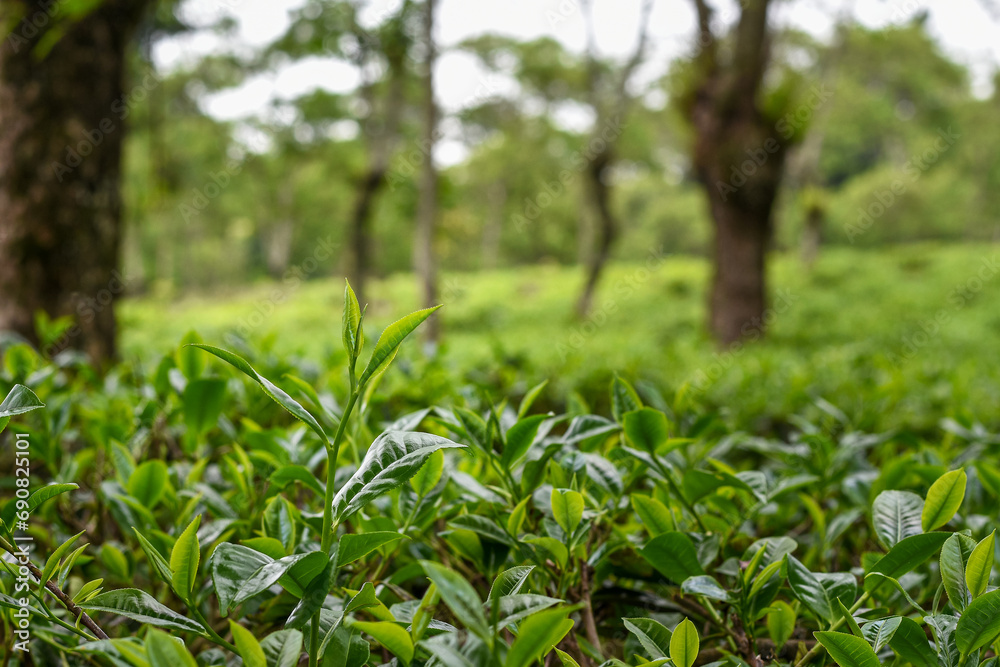 Tea plants in the tea garden, Shoots of tea leaves