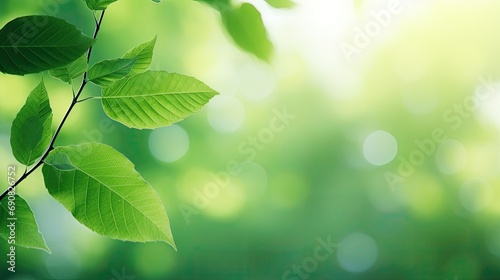 green leaves background © BetterPhoto