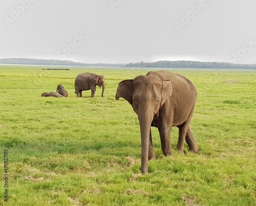 Elephants in Sri Lanka 