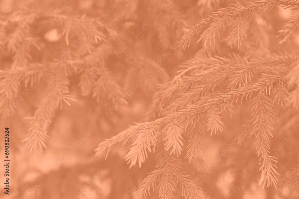 Peach fuzz toned fir branches spruce. Close up. Spruce needles monochrome. Fluffy Christmas tree spruce 2024 color. Peach fuzz toned fir branches spruce. Close up. Spruce needles monochrome. Fluffy Christmas tree spruce 2024 color.