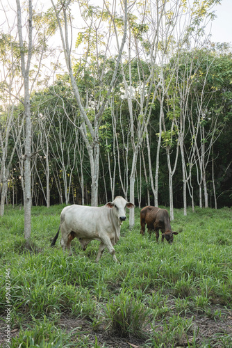 Cows in Costa Rica in een nice and lush green field of grass and trees cow