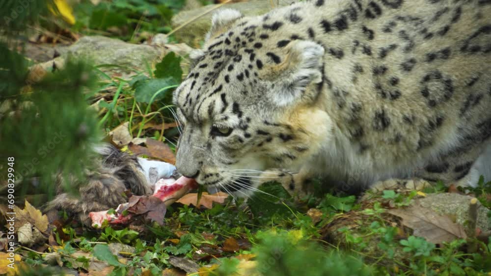 A snow leopard picking a bone in autumn A snow leopard picking a bone in autumn