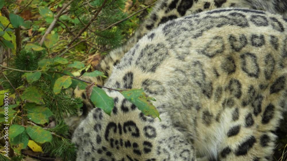 Close view of female snow leopard with baby resting Close view of female snow leopard with baby resting