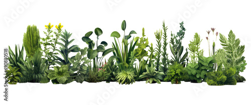 realistic plants isolated on transparent background