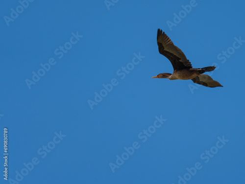 Double crested Cormorant in flight