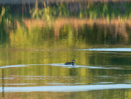 Wood Duck's on Colorado pond