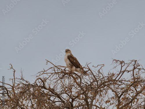 Ferruginous Hawk perched in tree