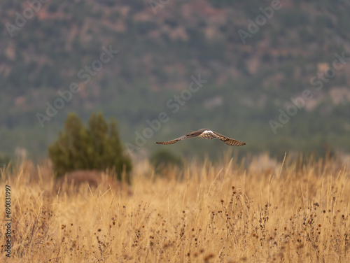 Northern Harrier hunting over the fields