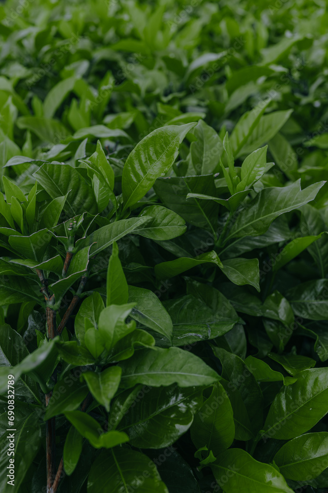 Top view of Green tea leaves in a tea plantation in morning. Top view of Green tea leaves in a tea plantation in morning.