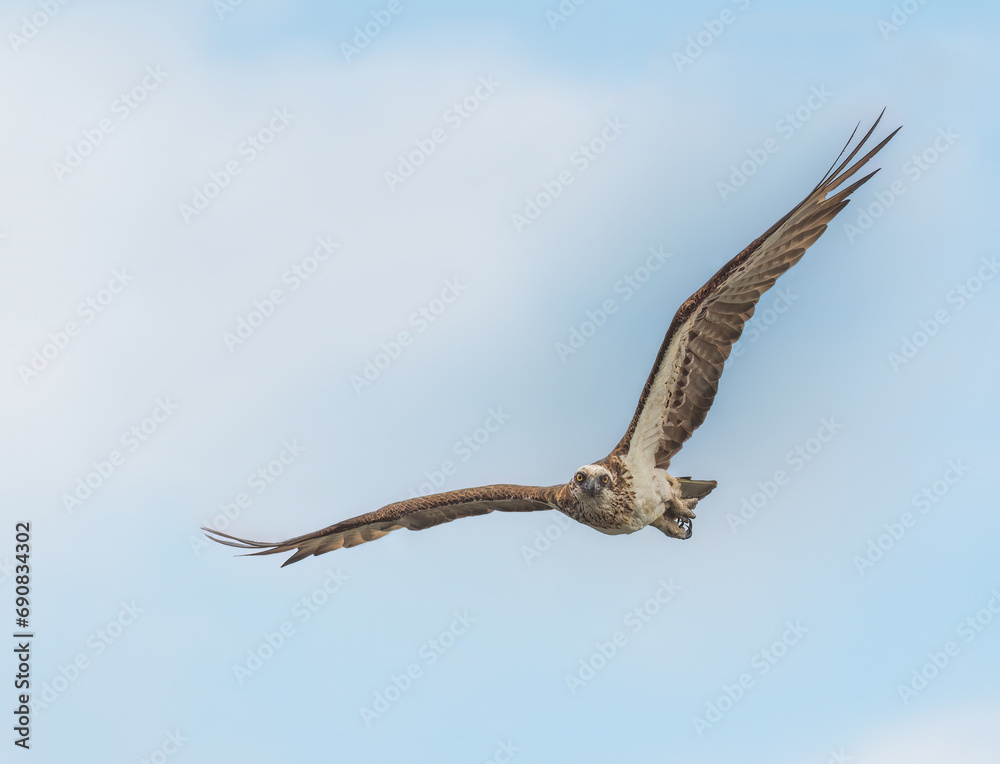 The eastern osprey (Pandion haliaetus cristatus) in flight The eastern osprey (Pandion haliaetus cristatus) in flight