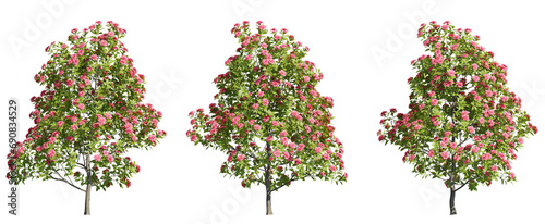 Foto Seet of blossom camelia trees, 3d rendering with transparent background for illu