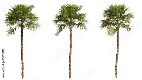 Set of palm trees 3D rendering with transparent background, for illustration, digital composition, architecture visualization