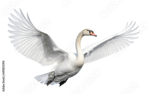 Swan Flying Isolated on Transparent Background 