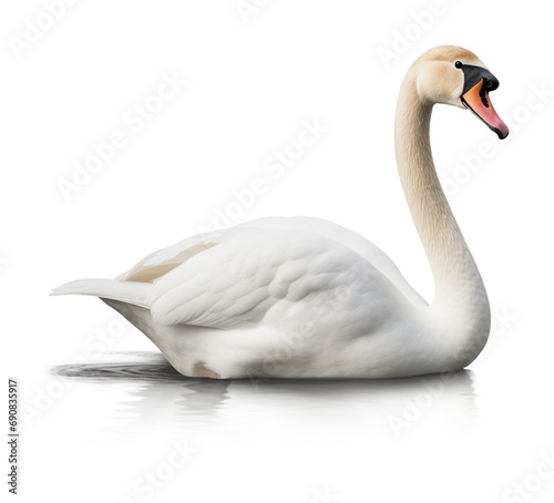 Swan Isolated on Transparent Background
