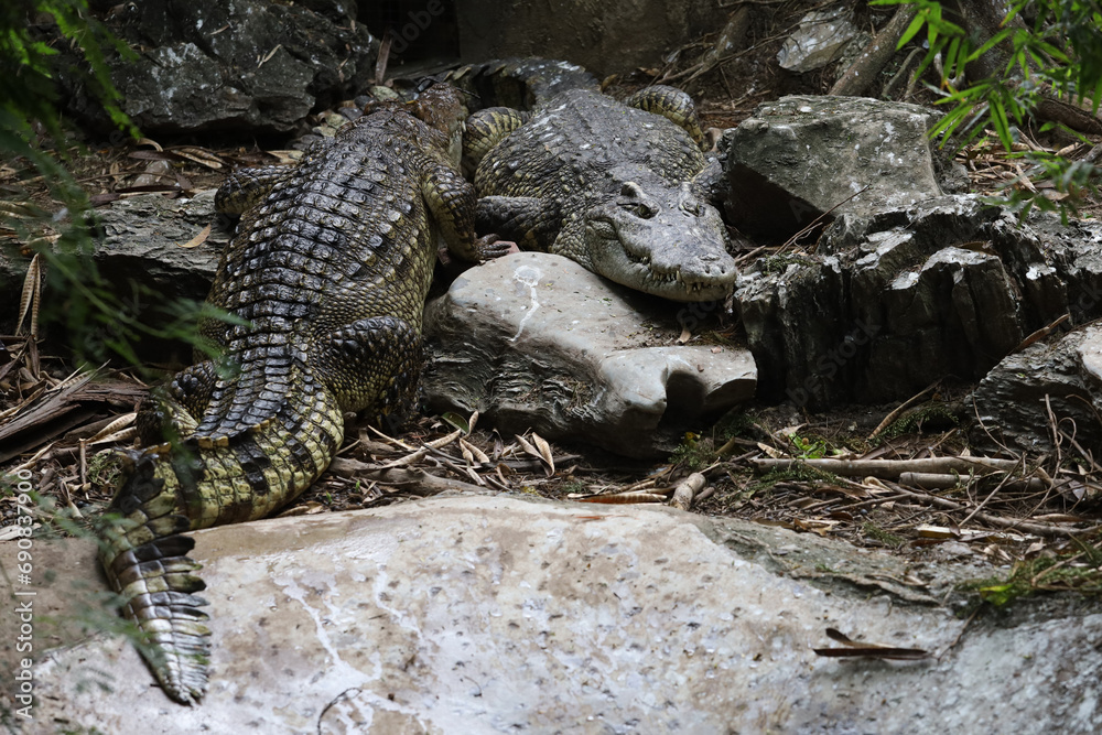 Close up  the crocodile near canal