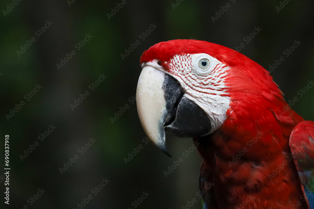 Close up head the red macaw parrot bird is cute and beautiful bird