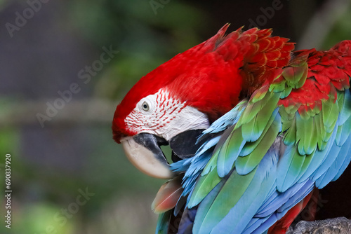Close up the red macaw parrot bird in garden