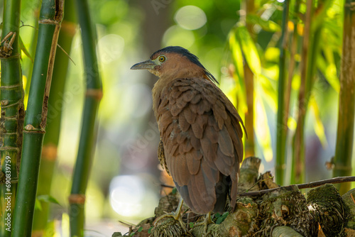 Japanese night heron close-up