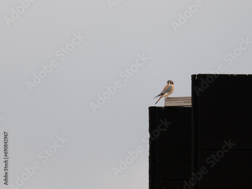 Bild auf Leinwand Male adult american kestrel perched