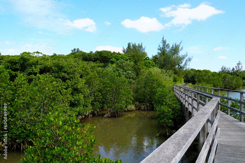 View of Manglove Forest, Miyako Island - Okinawa