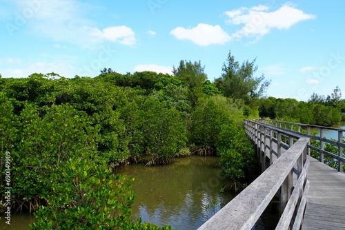 View of Manglove Forest, Miyako Island - Okinawa