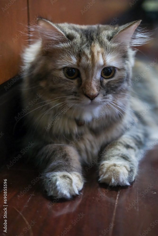 Close up of cute fluffy brown cat sitting on the floor. Mixed breed cat between Maine Coon and Scottish Fold.
