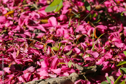 明るい赤い晴れの日、ピンク色の椿の花びらが一面に散った秋の地面