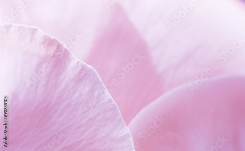Abstract floral background, pink rose flower petals, soft focus. Macro flowers backdrop