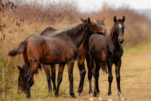 two colts comforting each other in wild mustang herd