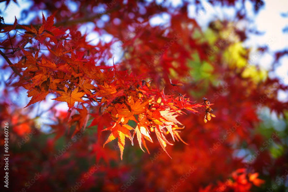 Autumn maple leaves with beautiful red color, sunlight Autumn maple leaves with beautiful red color, sunlight