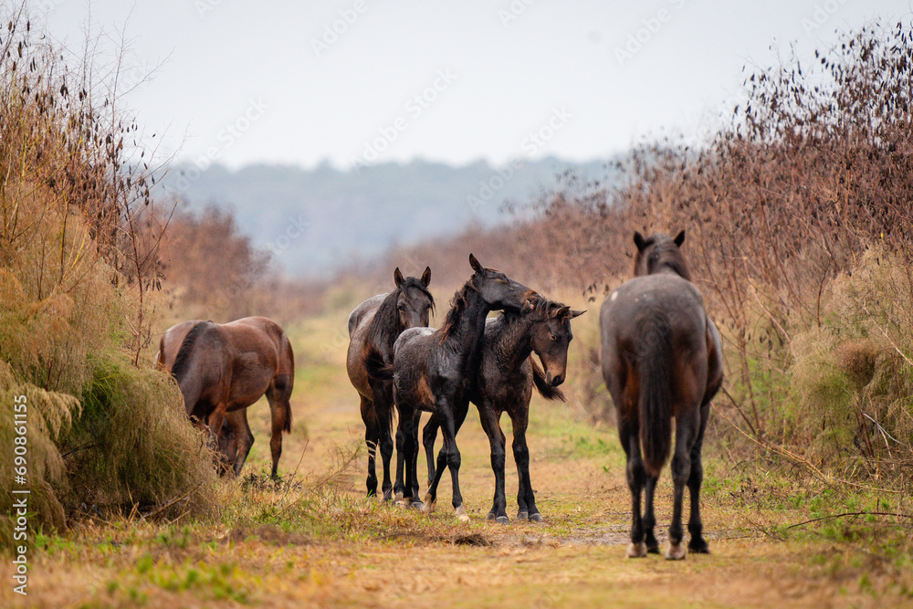 wild horse babies playing together wild horse babies playing together